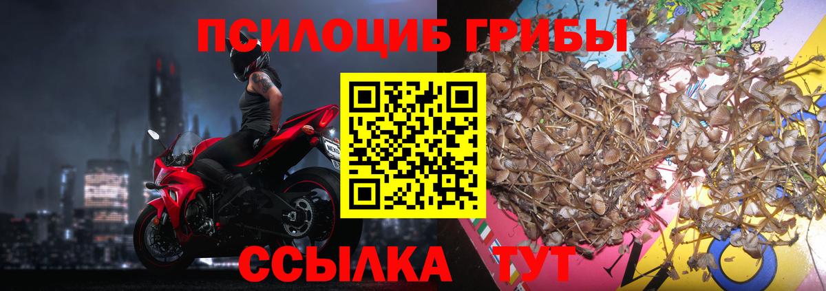 Галлюциногенные грибы Psilocybe Норильск